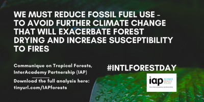 Let’s celebrate the International Day of Forests